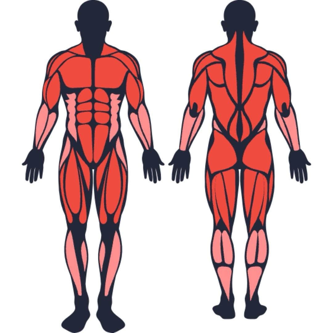 Full Body
