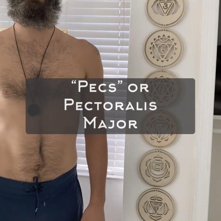 “Pecs” or Pectoralis Major