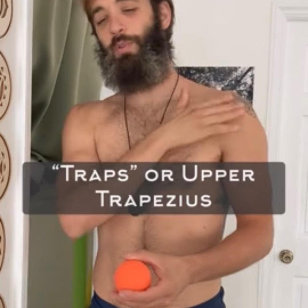 “Traps” or Upper Trapezius