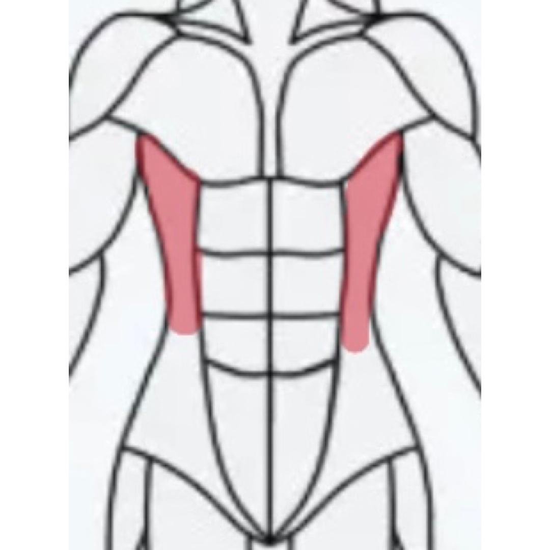 Obliques