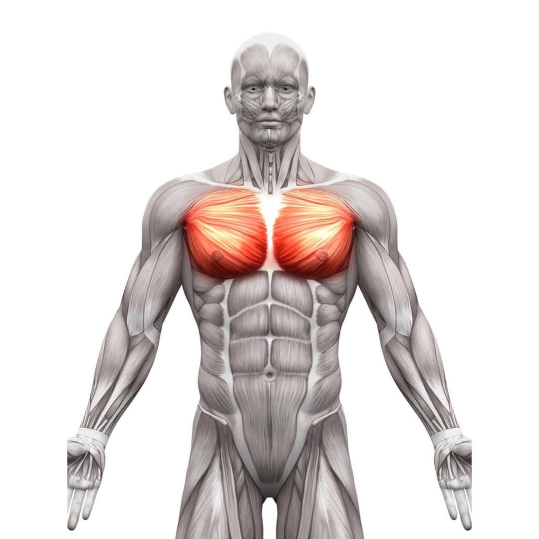 Chest & Triceps (Month 1)