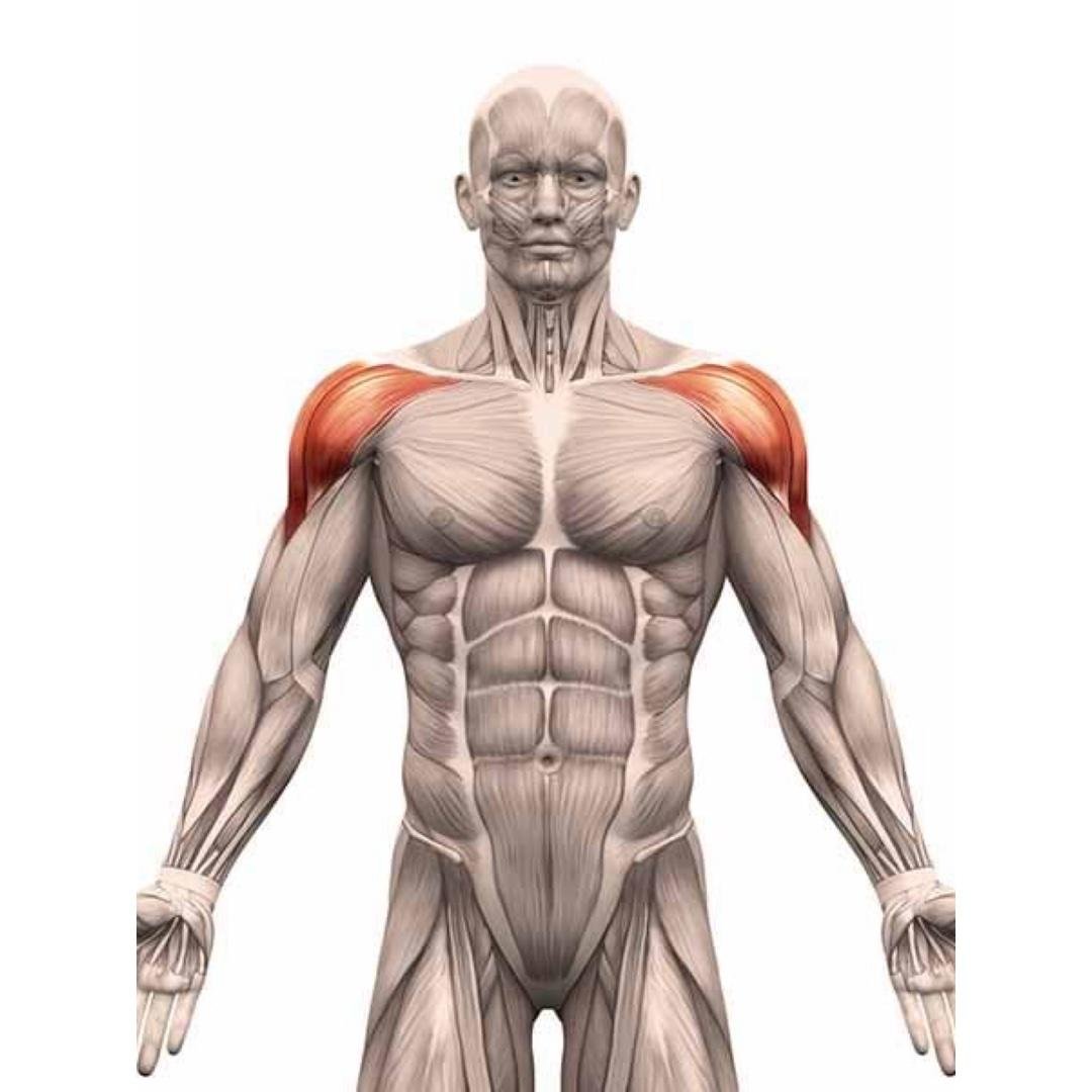Shoulders (Month 1)