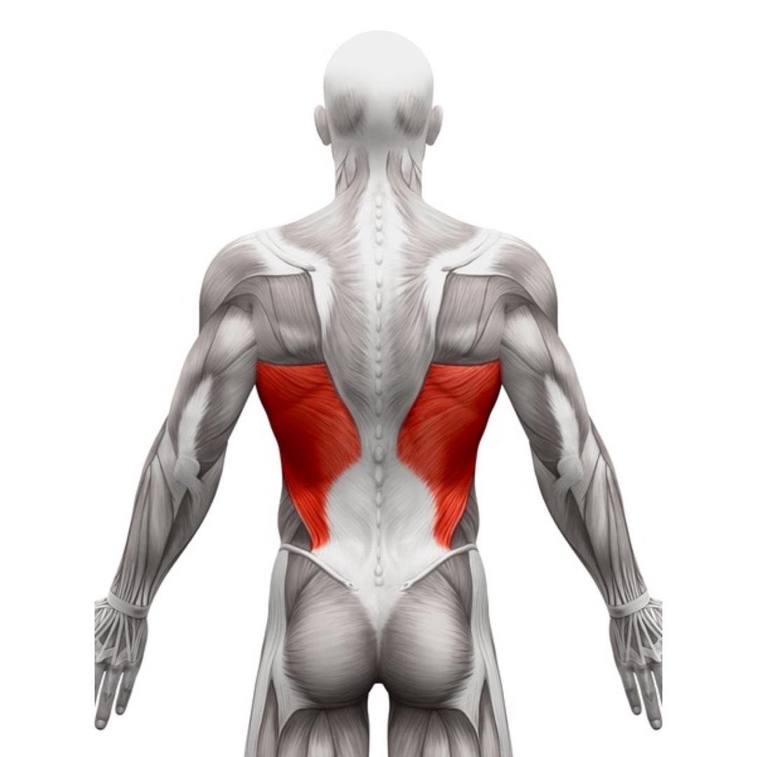 Back & Biceps (Month 1)