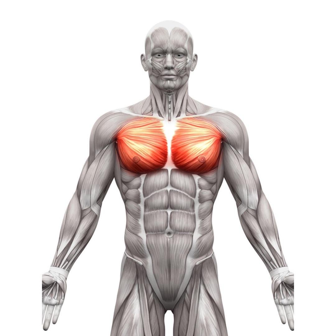 Chest and Triceps (Month 2)