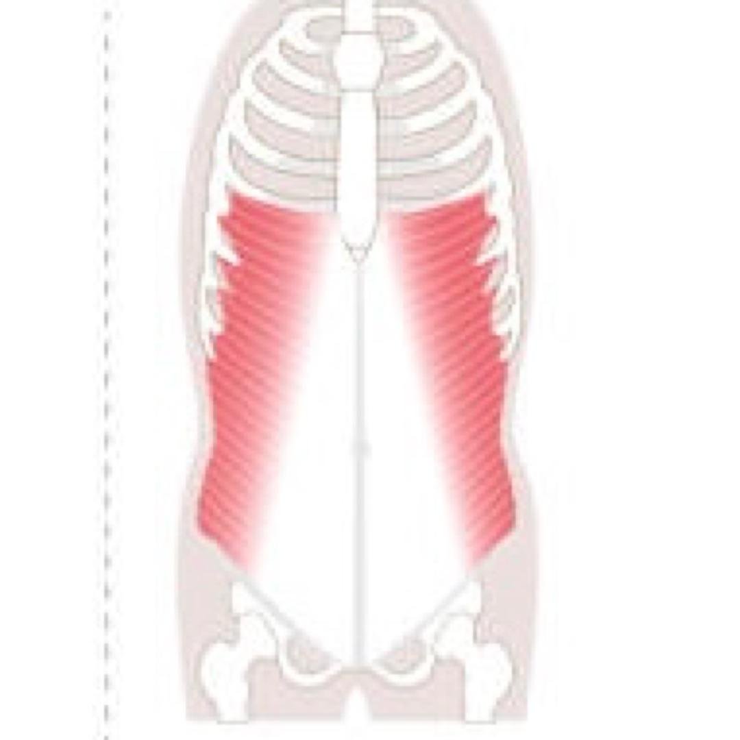 Day 2: Internal & External Obliques