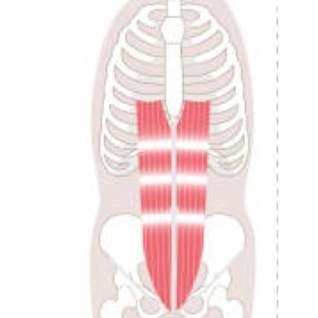 Day 3: Rectus Abdominus