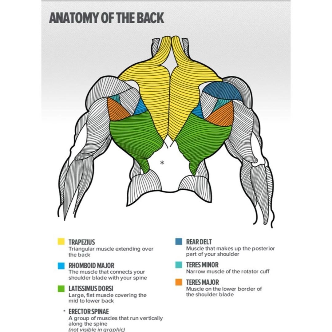 Friday- Chest/Back- Back focused