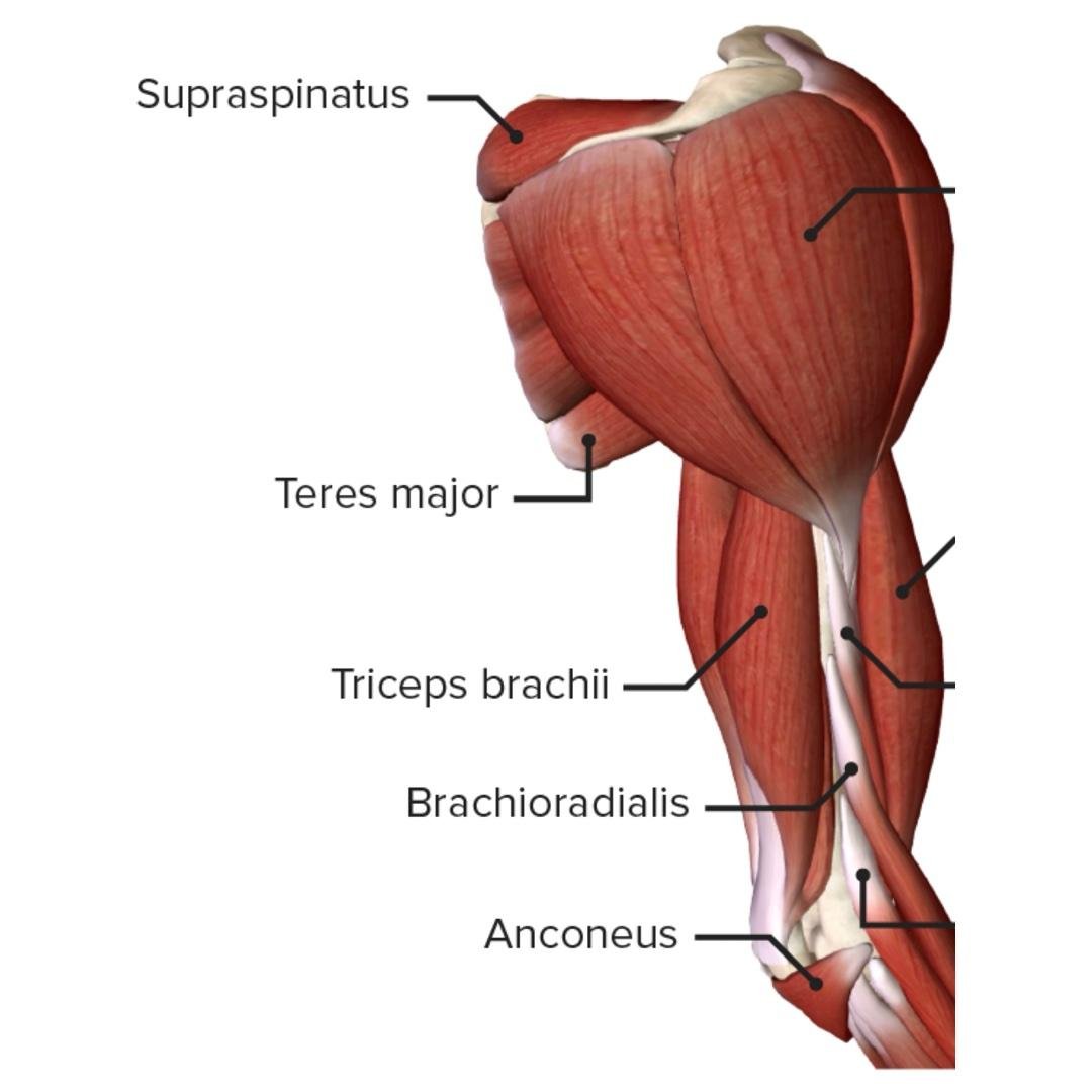 Saturday-Arms-Tricep/Shoulder Focused