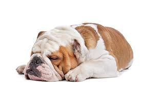 Sunday Rest Day