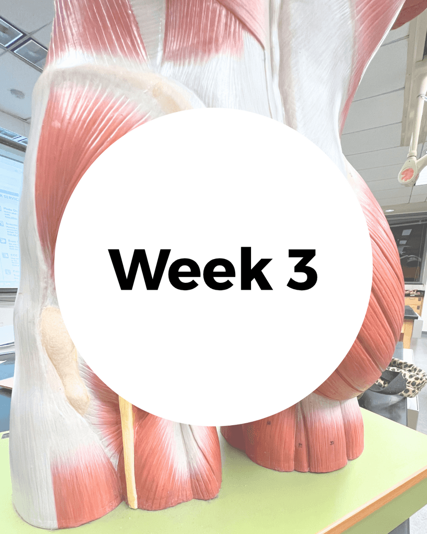 Week Three: : Hip Band V.2